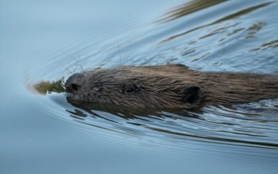 Community Consultation for the Meonside Beavers for Nature Project
